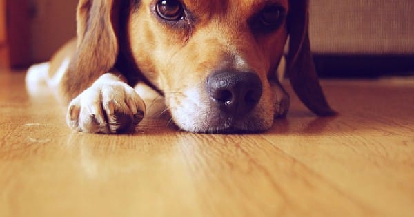beaglecapa