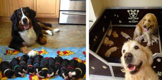 20 fotos adoráveis de cachorros orgulhosos dos seus filhotes