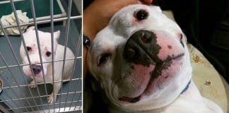 32 fotos de cachorros antes vs. depois de serem adoptados que vão derreter o teu coração