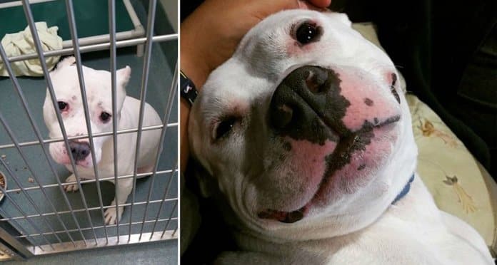 32 fotos de cachorros antes vs. depois de serem adoptados que vão derreter o teu coração