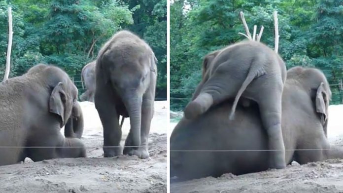 Bebé elefante traquina não deixa a mãe descansar