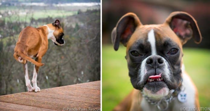 Cachorro perde duas pernas, mas recusa-se a parar de brincar