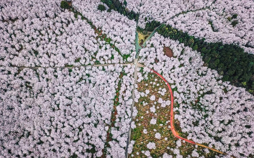 sabiaspalavras.com - Cerejeiras na China tornam a paisagem numa das mais lindas do Mundo