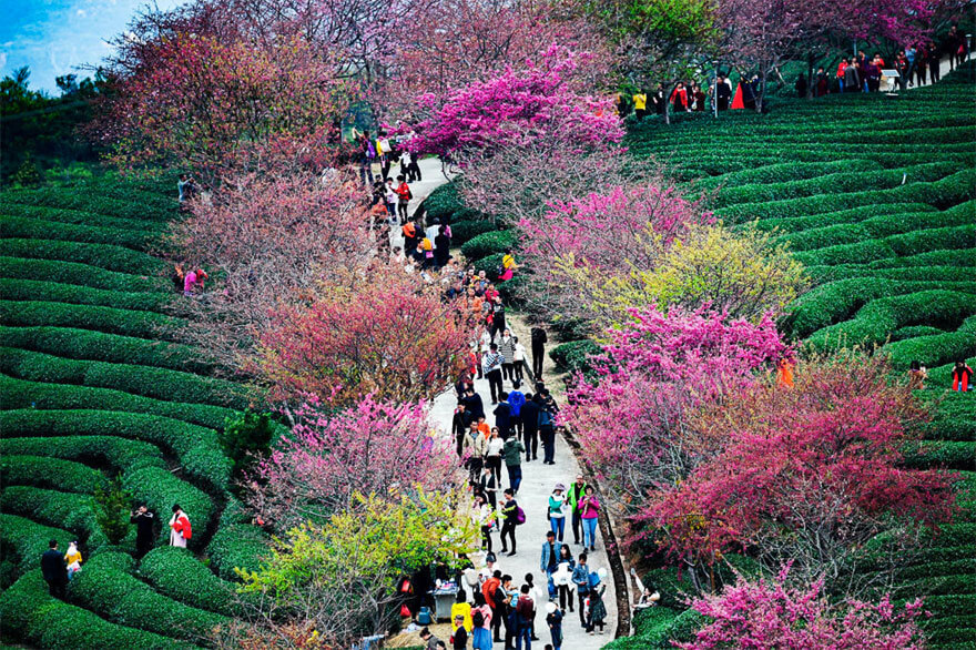 sabiaspalavras.com - Cerejeiras na China tornam a paisagem numa das mais lindas do Mundo