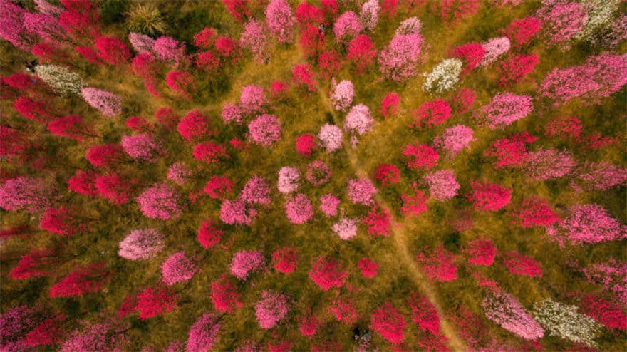 sabiaspalavras.com - Cerejeiras na China tornam a paisagem numa das mais lindas do Mundo