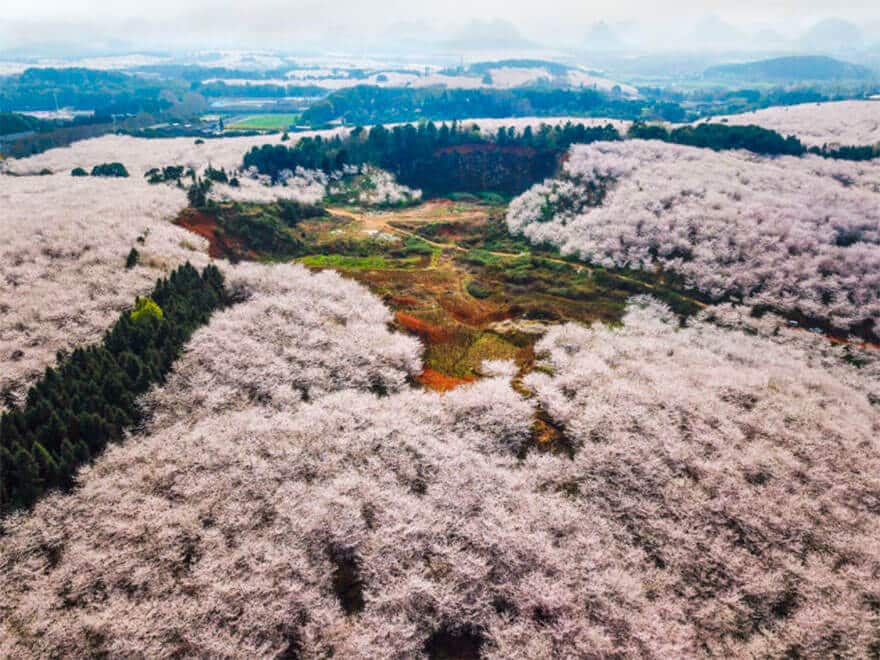 sabiaspalavras.com - Cerejeiras na China tornam a paisagem numa das mais lindas do Mundo