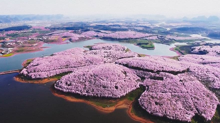 sabiaspalavras.com - Cerejeiras na China tornam a paisagem numa das mais lindas do Mundo