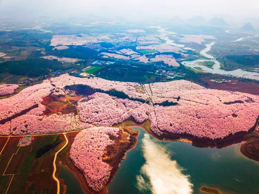 sabiaspalavras.com - Cerejeiras na China tornam a paisagem numa das mais lindas do Mundo