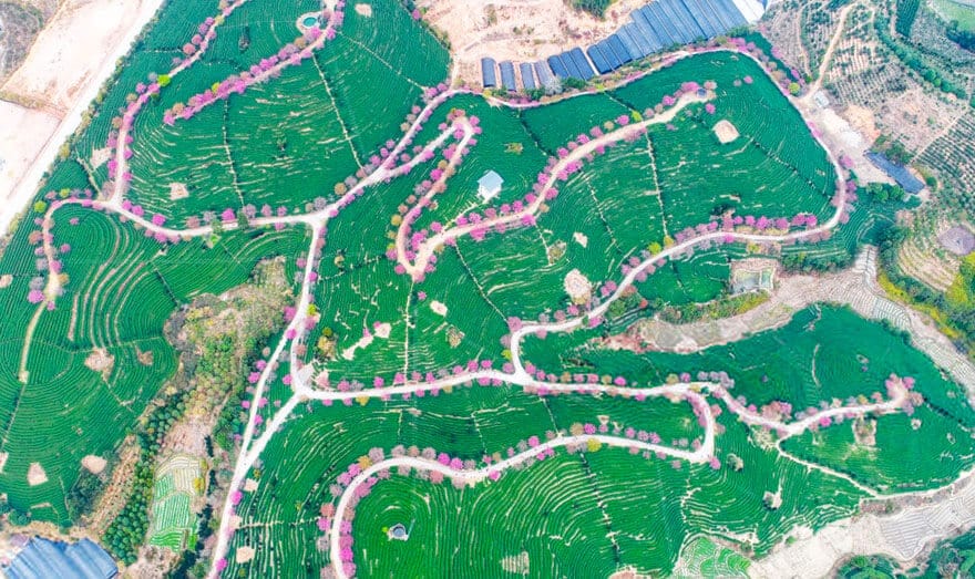 sabiaspalavras.com - Cerejeiras na China tornam a paisagem numa das mais lindas do Mundo
