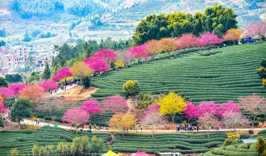 sabiaspalavras.com - Cerejeiras na China tornam a paisagem numa das mais lindas do Mundo