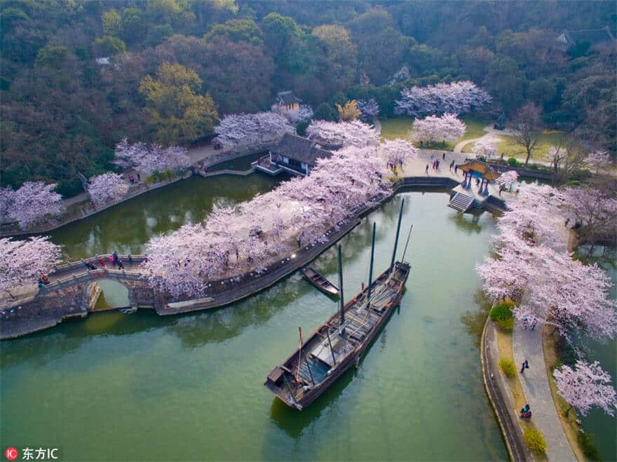 sabiaspalavras.com - Cerejeiras na China tornam a paisagem numa das mais lindas do Mundo
