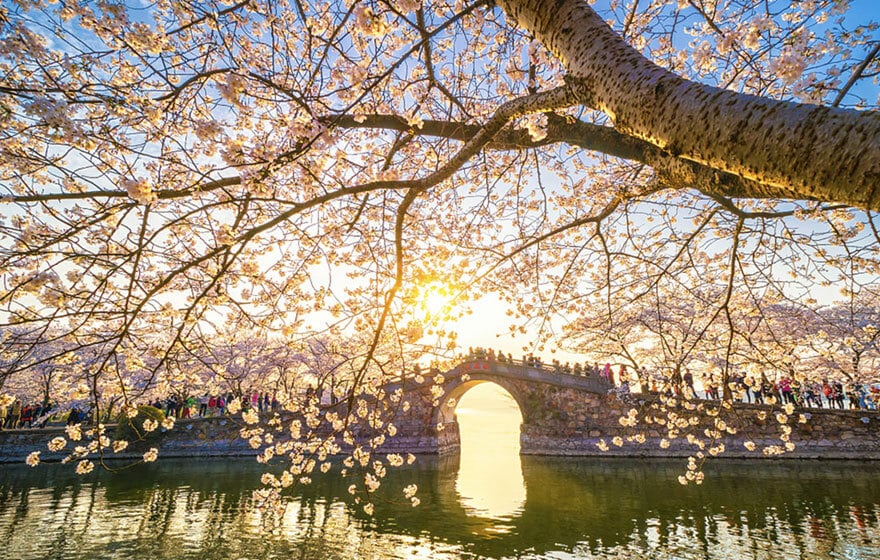 sabiaspalavras.com - Cerejeiras na China tornam a paisagem numa das mais lindas do Mundo