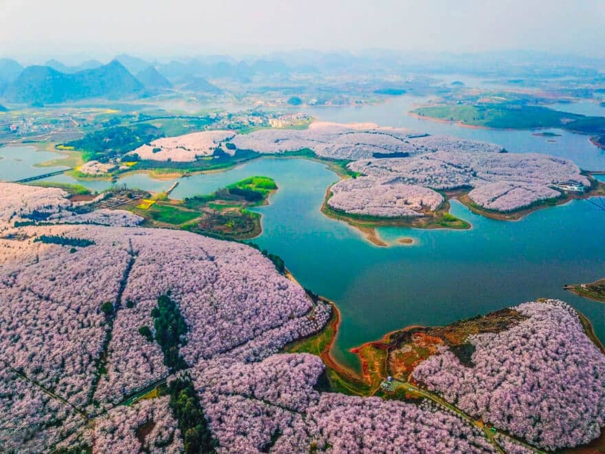 sabiaspalavras.com - Cerejeiras na China tornam a paisagem numa das mais lindas do Mundo