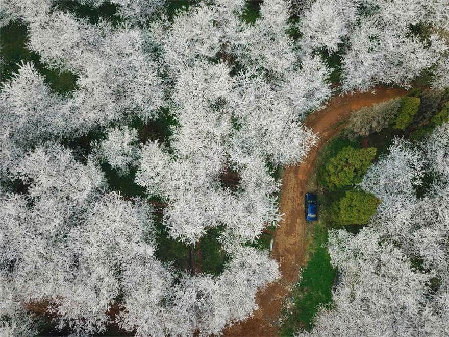 sabiaspalavras.com - Cerejeiras na China tornam a paisagem numa das mais lindas do Mundo