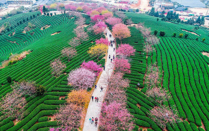 sabiaspalavras.com - Cerejeiras na China tornam a paisagem numa das mais lindas do Mundo