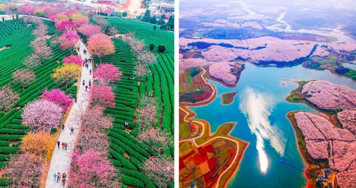 Cerejeiras na China tornam a paisagem numa das mais lindas do Mundo