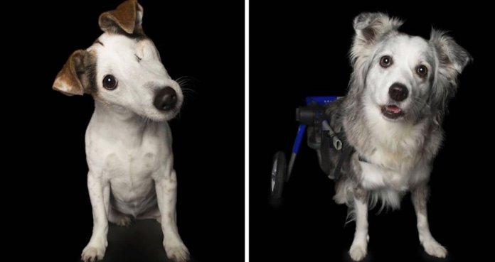 Fotógrafo captura a beleza única de cachorros resgatados