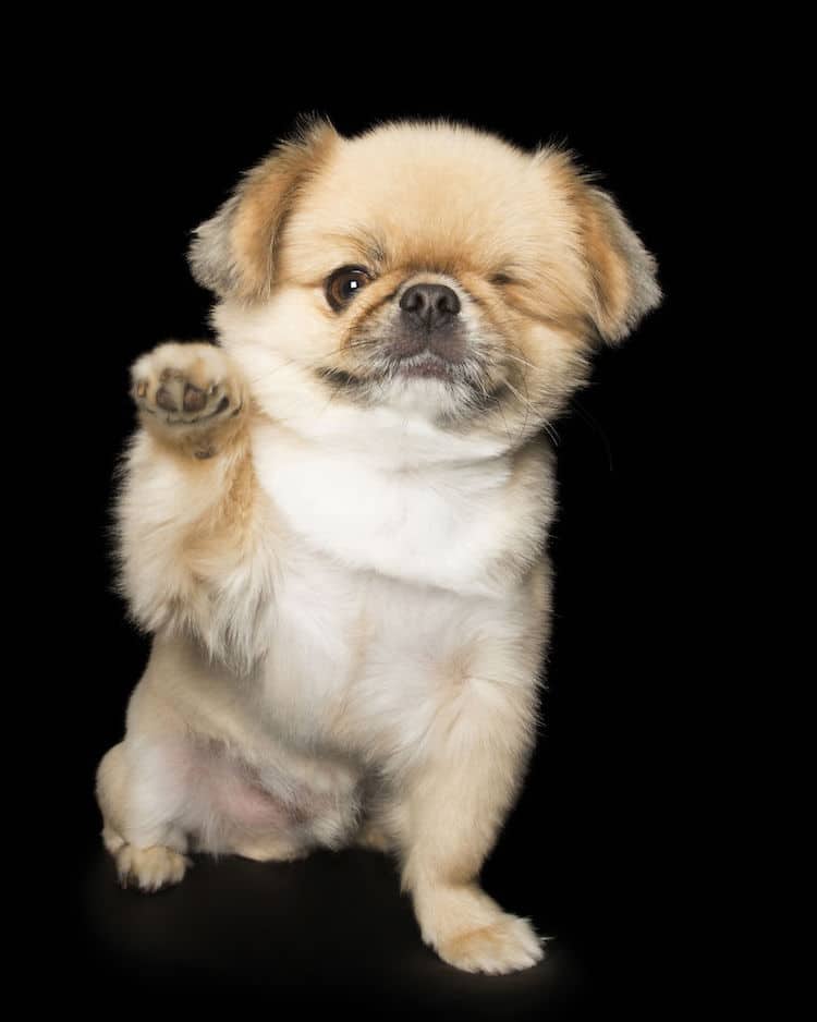 sabiaspalavras.com - Fotógrafo captura a beleza única de cachorros resgatados