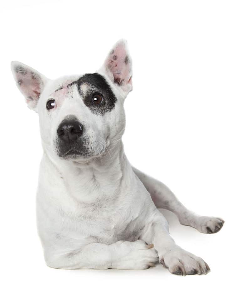 sabiaspalavras.com - Fotógrafo captura a beleza única de cachorros resgatados