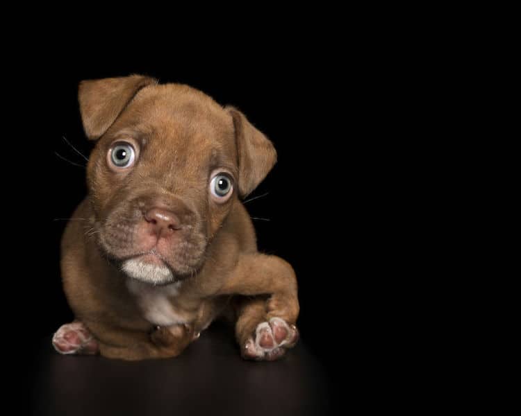 sabiaspalavras.com - Fotógrafo captura a beleza única de cachorros resgatados