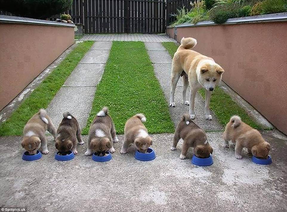 sabiaspalavras.com - 20 fotos adoráveis de cachorros orgulhosos dos seus filhotes