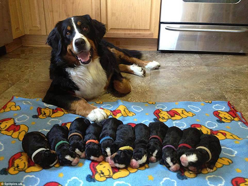 sabiaspalavras.com - 20 fotos adoráveis de cachorros orgulhosos dos seus filhotes