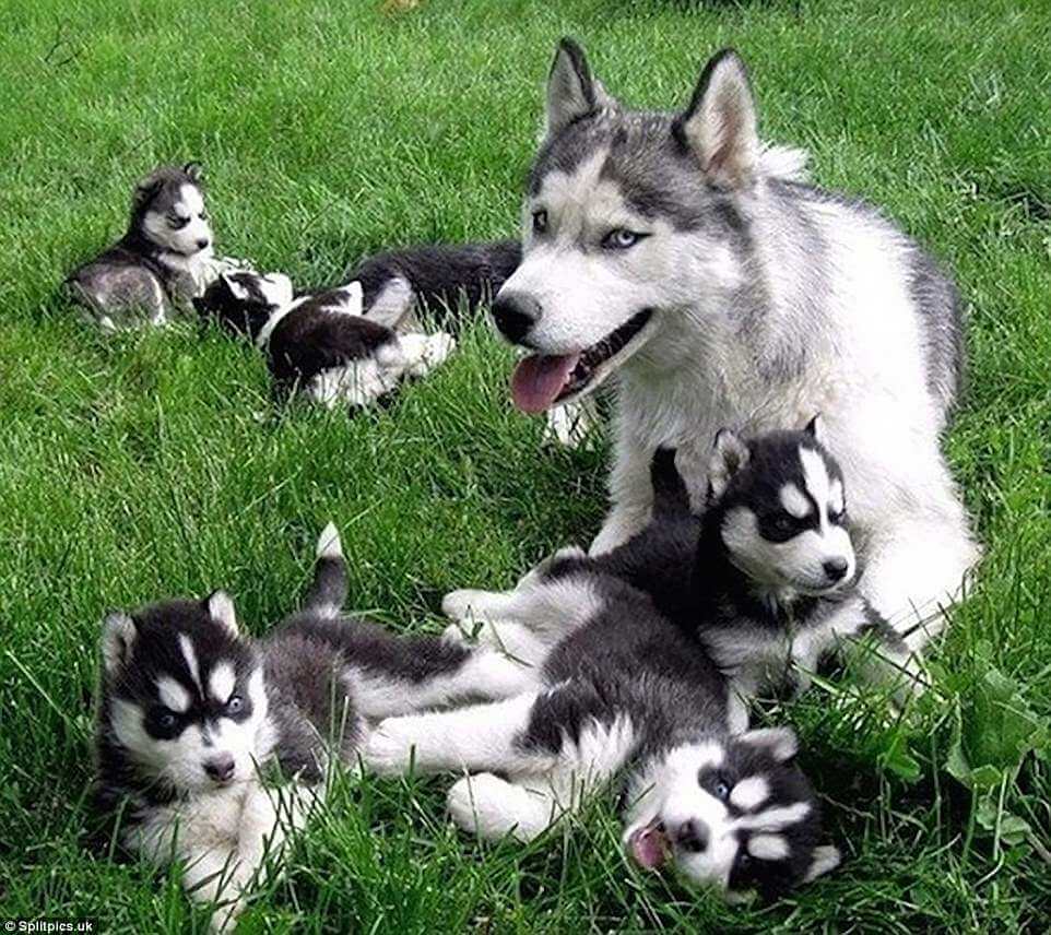 sabiaspalavras.com - 20 fotos adoráveis de cachorros orgulhosos dos seus filhotes