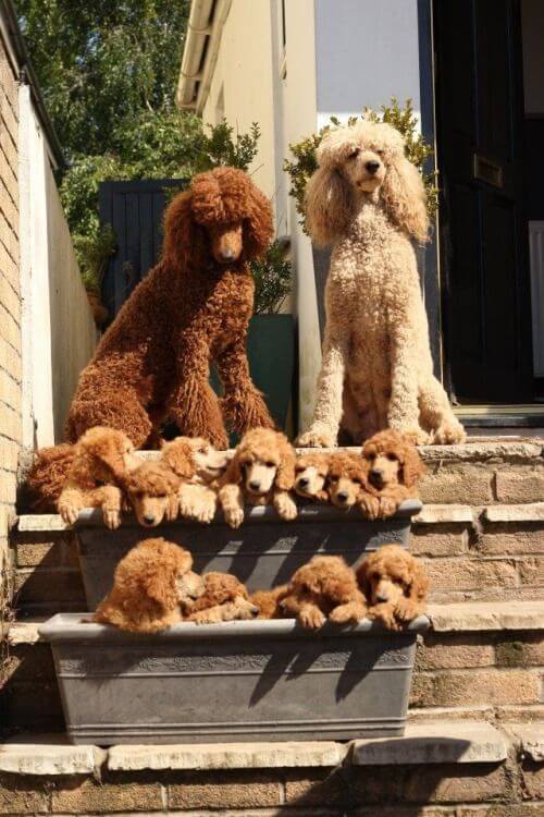 sabiaspalavras.com - 20 fotos adoráveis de cachorros orgulhosos dos seus filhotes