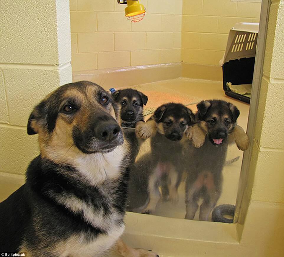 sabiaspalavras.com - 20 fotos adoráveis de cachorros orgulhosos dos seus filhotes