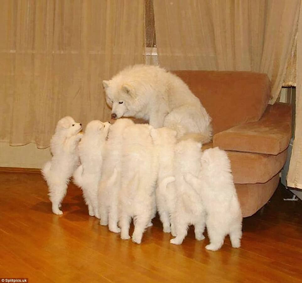 sabiaspalavras.com - 20 fotos adoráveis de cachorros orgulhosos dos seus filhotes