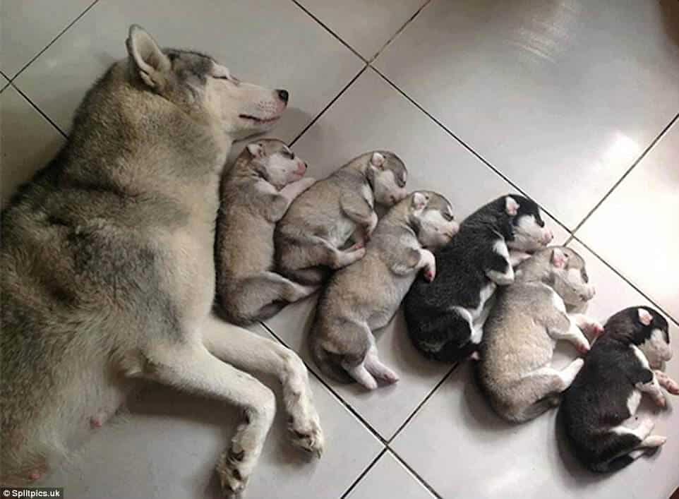 sabiaspalavras.com - 20 fotos adoráveis de cachorros orgulhosos dos seus filhotes