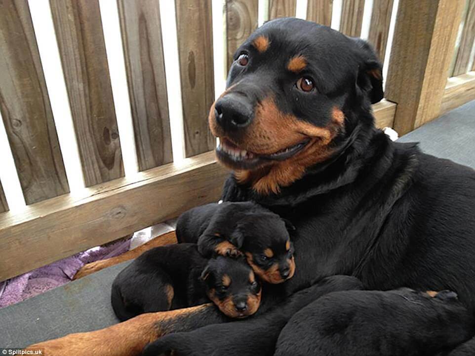 sabiaspalavras.com - 20 fotos adoráveis de cachorros orgulhosos dos seus filhotes