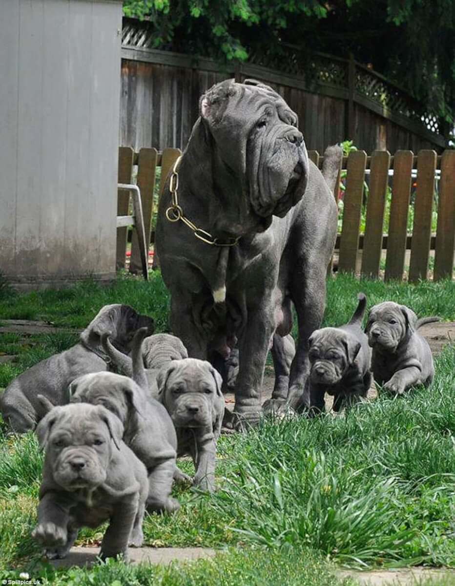 sabiaspalavras.com - 20 fotos adoráveis de cachorros orgulhosos dos seus filhotes