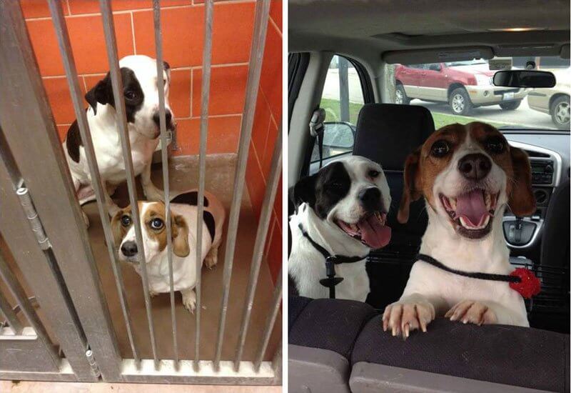 sabiaspalavras.com - 32 fotos de cachorros antes vs. depois de serem adoptados que vão derreter o teu coração