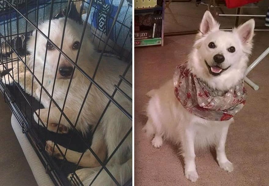 sabiaspalavras.com - 32 fotos de cachorros antes vs. depois de serem adoptados que vão derreter o teu coração