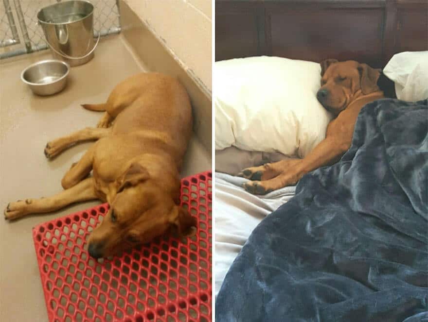 sabiaspalavras.com - 32 fotos de cachorros antes vs. depois de serem adoptados que vão derreter o teu coração