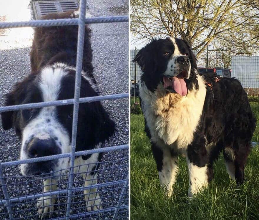 sabiaspalavras.com - 32 fotos de cachorros antes vs. depois de serem adoptados que vão derreter o teu coração