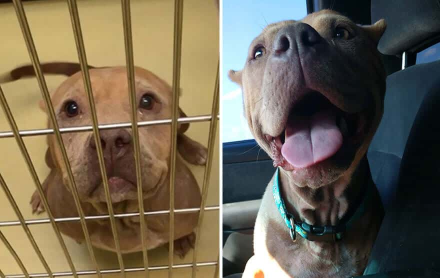 sabiaspalavras.com - 32 fotos de cachorros antes vs. depois de serem adoptados que vão derreter o teu coração