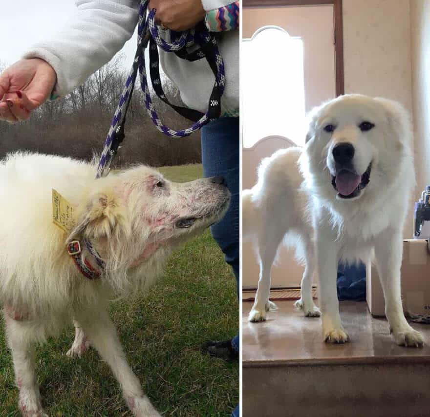 sabiaspalavras.com - 32 fotos de cachorros antes vs. depois de serem adoptados que vão derreter o teu coração