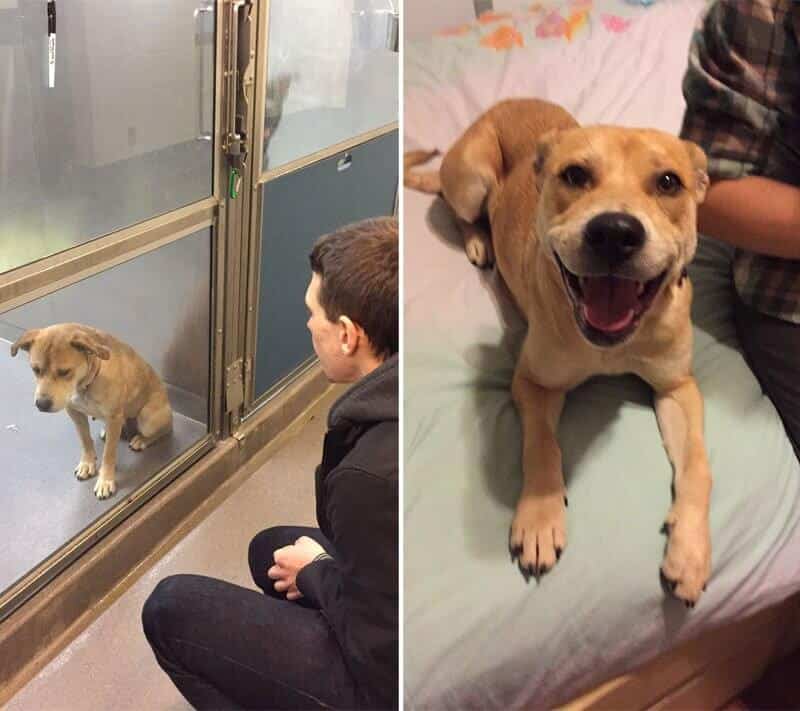 sabiaspalavras.com - 32 fotos de cachorros antes vs. depois de serem adoptados que vão derreter o teu coração