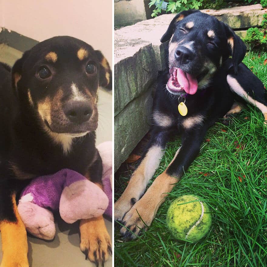 sabiaspalavras.com - 32 fotos de cachorros antes vs. depois de serem adoptados que vão derreter o teu coração