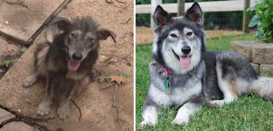 sabiaspalavras.com - 32 fotos de cachorros antes vs. depois de serem adoptados que vão derreter o teu coração