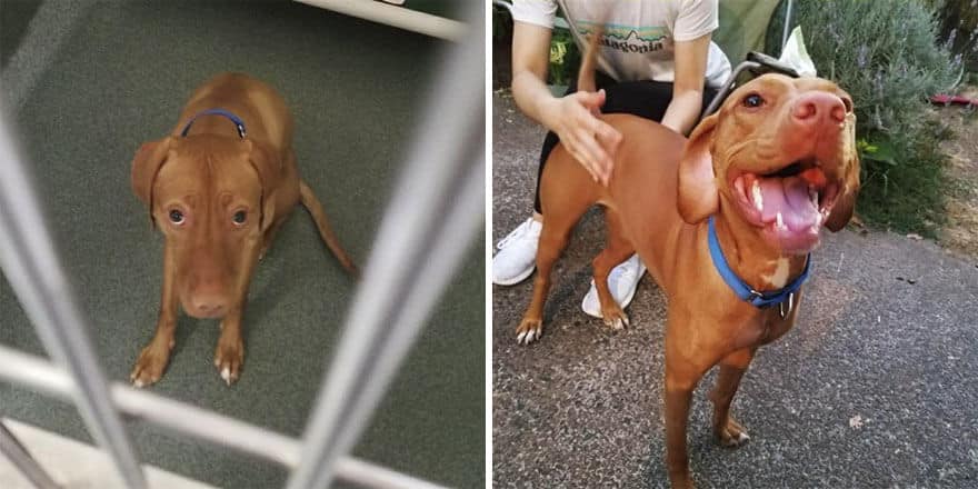 sabiaspalavras.com - 32 fotos de cachorros antes vs. depois de serem adoptados que vão derreter o teu coração