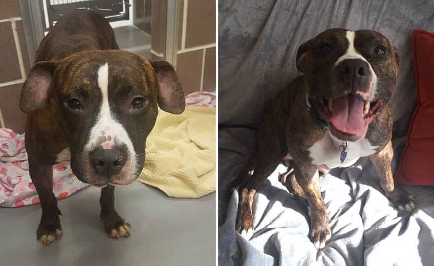 sabiaspalavras.com - 32 fotos de cachorros antes vs. depois de serem adoptados que vão derreter o teu coração