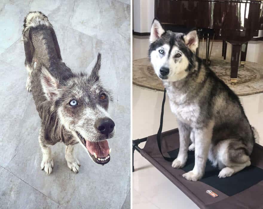 sabiaspalavras.com - 32 fotos de cachorros antes vs. depois de serem adoptados que vão derreter o teu coração