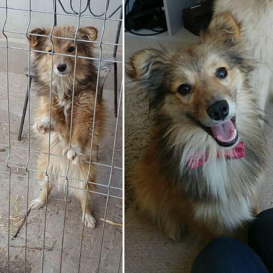 sabiaspalavras.com - 32 fotos de cachorros antes vs. depois de serem adoptados que vão derreter o teu coração