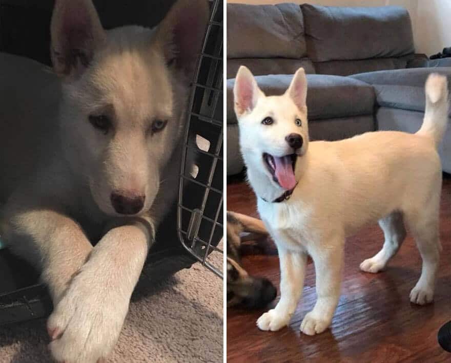 sabiaspalavras.com - 32 fotos de cachorros antes vs. depois de serem adoptados que vão derreter o teu coração