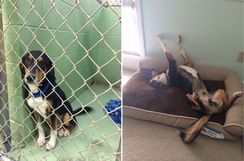 sabiaspalavras.com - 32 fotos de cachorros antes vs. depois de serem adoptados que vão derreter o teu coração