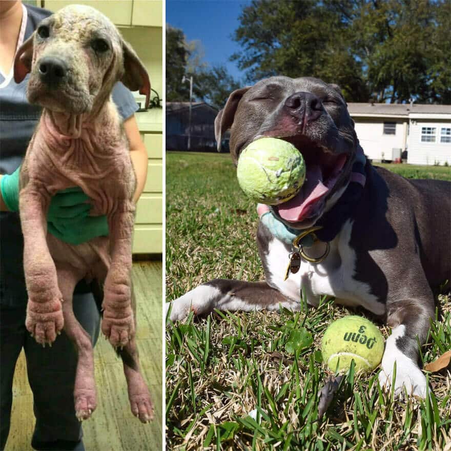 sabiaspalavras.com - 32 fotos de cachorros antes vs. depois de serem adoptados que vão derreter o teu coração