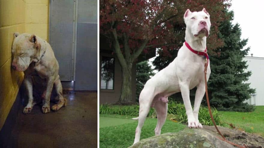 sabiaspalavras.com - 32 fotos de cachorros antes vs. depois de serem adoptados que vão derreter o teu coração